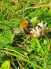 Bombus pascuorum
