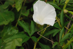 Operculina macrocarpa