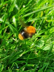 Bombus pascuorum