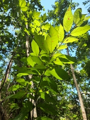 Cephalanthus occidentalis