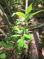 Cephalanthus occidentalis