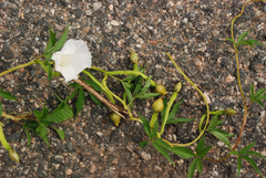 Operculina macrocarpa