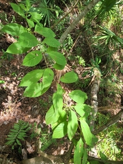 Cephalanthus occidentalis