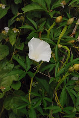 Operculina macrocarpa