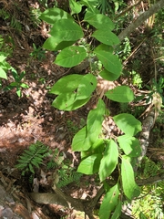 Cephalanthus occidentalis
