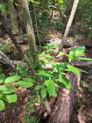 Cephalanthus occidentalis