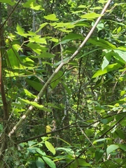 Cephalanthus occidentalis
