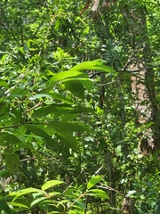 Cephalanthus occidentalis