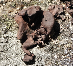 Umbilicaria polyrrhiza