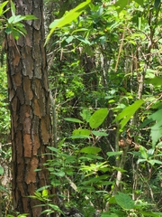 Cephalanthus occidentalis