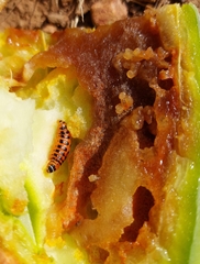 Cactoblastis cactorum