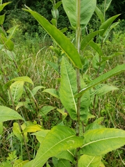 Rudbeckia auriculata