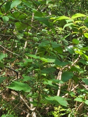 Cephalanthus occidentalis