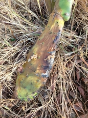 Cactoblastis cactorum