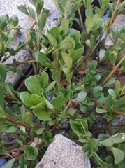 Portulaca oleracea