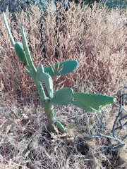 Cactoblastis cactorum