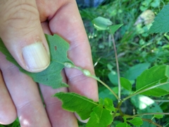 Neolasioptera impatientifolia