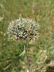 Allium cyrillii