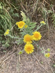 Pulicaria dysenterica