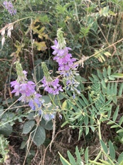 Galega officinalis