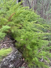 Caustis blakei macrantha