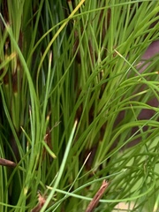 Caustis blakei macrantha