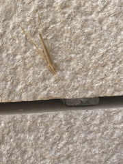 Oecanthus dulcisonans
