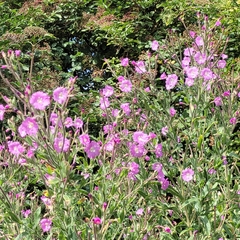 Epilobium hirsutum