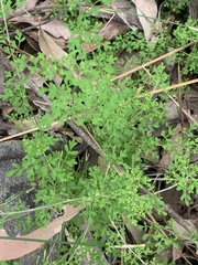 Xanthosia stellata