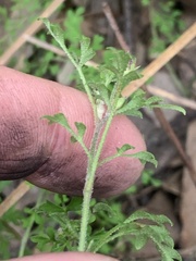 Xanthosia stellata