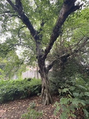 Betula papyrifera