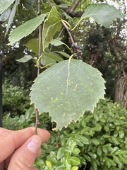 Betula papyrifera