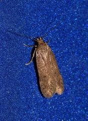 Bryotropha terrella