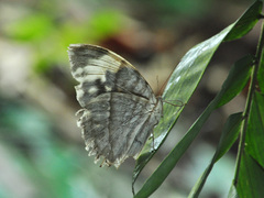Zeuxidia aurelius aurelius