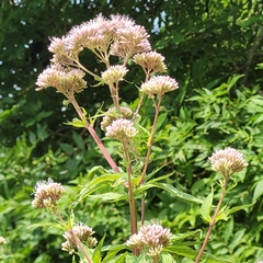 Eupatorium cannabinum