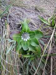 Eryngium humile