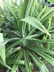 Gastrochilus retrocallus