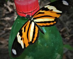 Heliconius ethilla ethilla