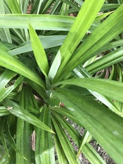 Gastrochilus retrocallus