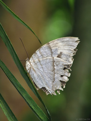 Zeuxidia aurelius aurelius