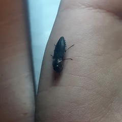 Melanophila cuspidata