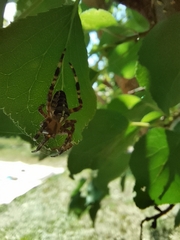 Araneus diadematus