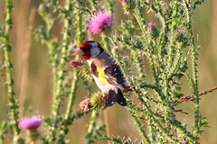 Carduelis carduelis