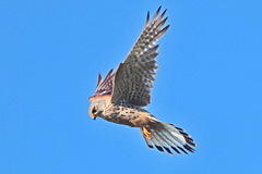 Falco tinnunculus