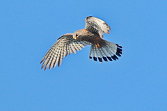 Falco tinnunculus