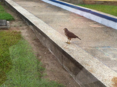 Rupornis magnirostris