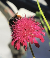 Bombus lapidarius
