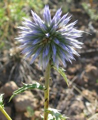 Echinops ritro meyeri