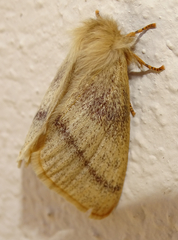 Trichophiala devylderi