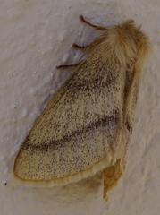Trichophiala devylderi